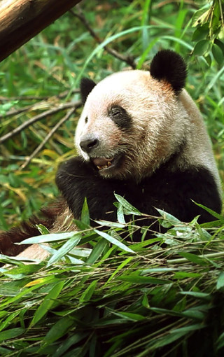 熊猫高清锁屏手机壁纸_动物世界 --> 一、通过手机的二维码识别软件扫描上方的二维码,即可获取手机壁纸的下载地址; 二、推荐在wifi无线连接环境下使用。