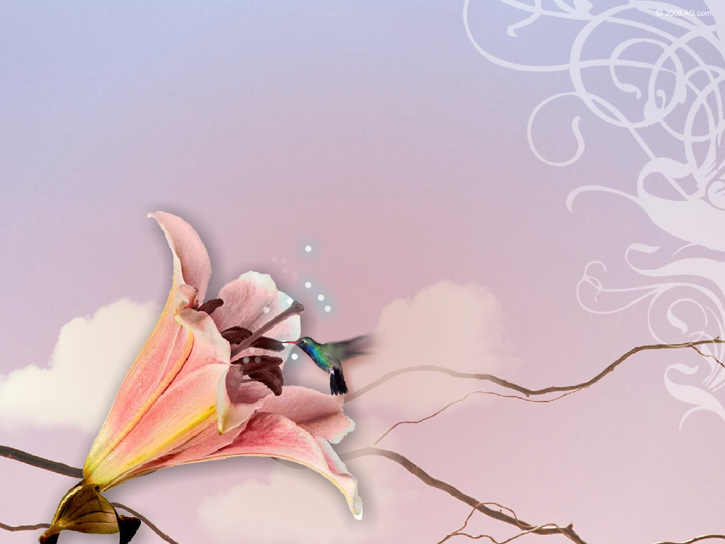 蜂鸟动态电脑屏幕保护