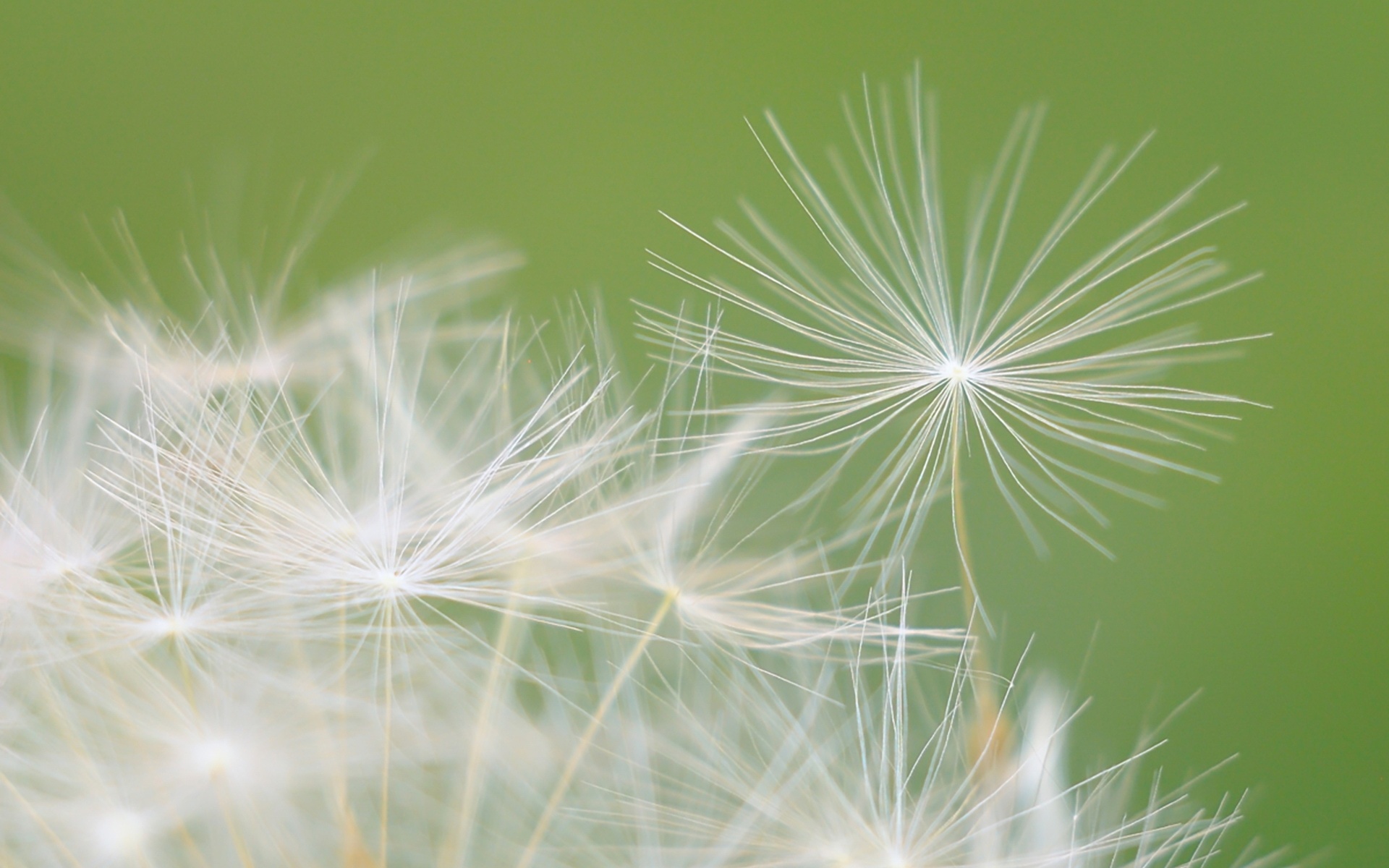 花的纹理细腻壁纸