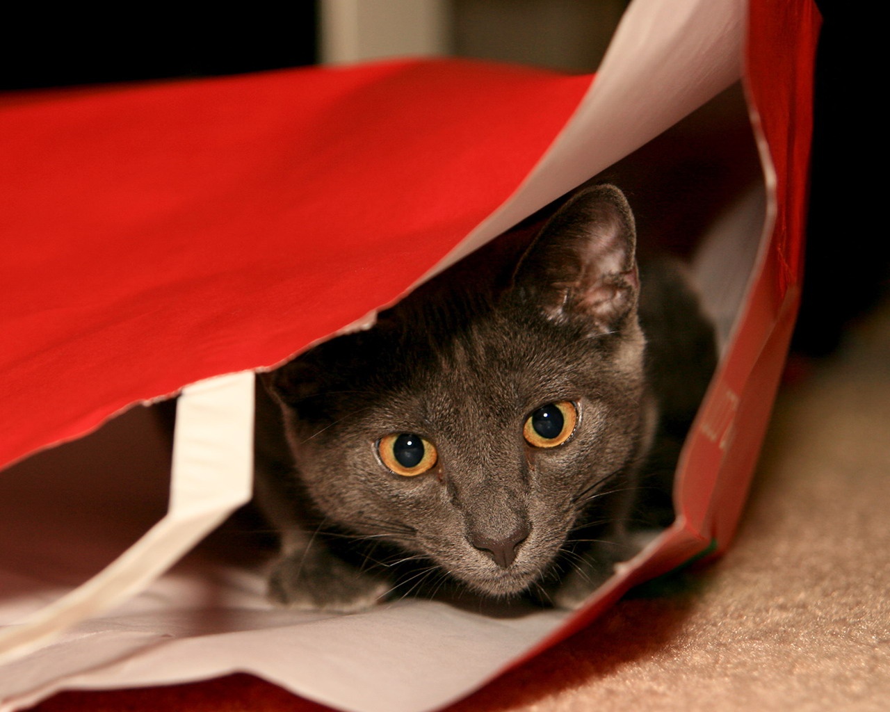 ����ʮ��ĳ���è���ֽ 