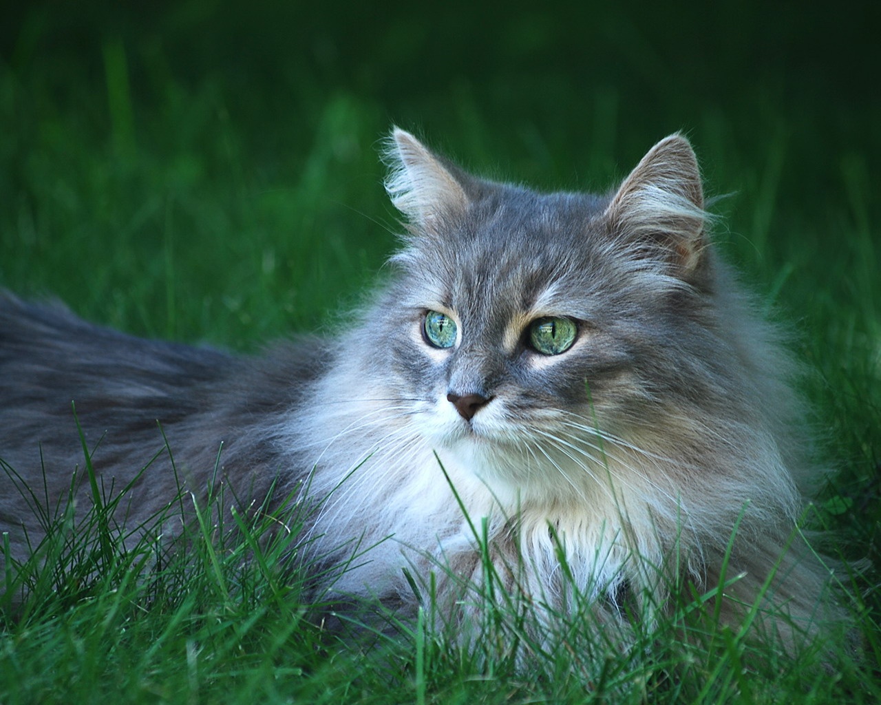 ����ʮ��ĳ���è���ֽ 