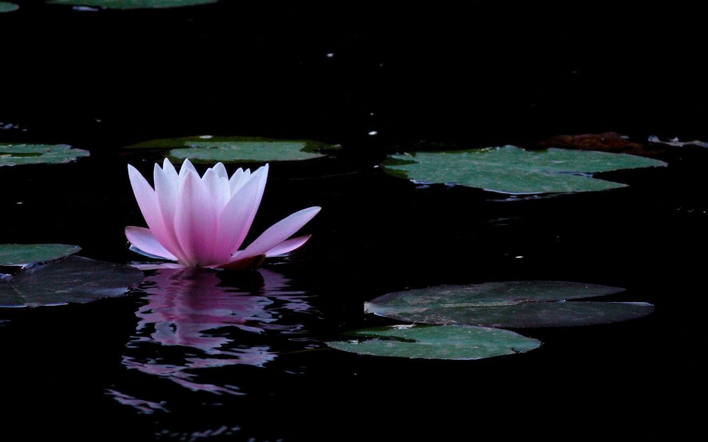 Ubuntuϵͳ�ٷ���ֽ 