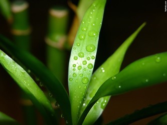 翠绿植物主题壁纸与黑暗骑士the dark knight壁纸下载评论软件详情