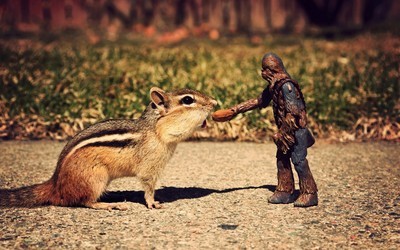 星球大战玩具趣味摄影壁纸与艾尔文与花粟鼠下载评论软件详情对比